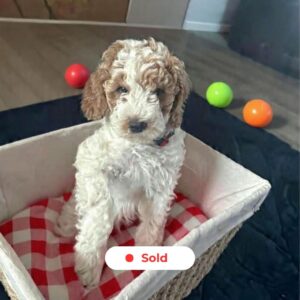 luckysgoldendoodles-com-moyen-goldendoodle-pearl