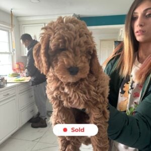 moyen-goldendoodle-brownie