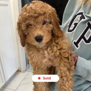 goldendoodle-puppy-golden