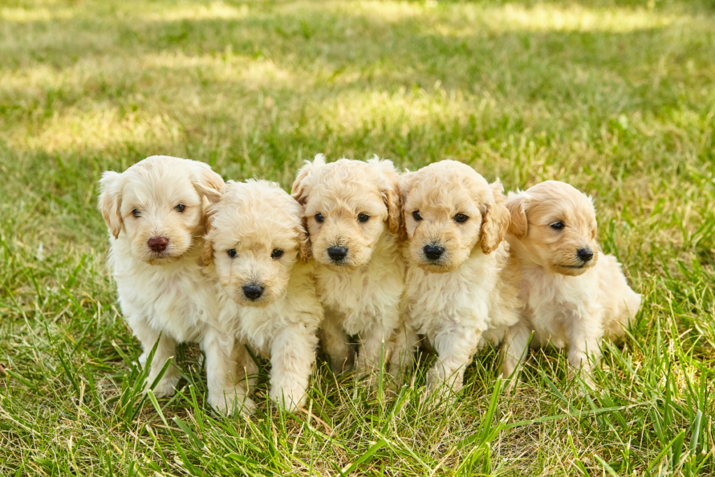 Bernedoodle vs Goldendoodle: Which is Better?